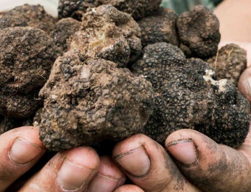 Mamà Mediterraneum truffle hunting experience